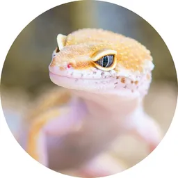 Lizard Pest Control